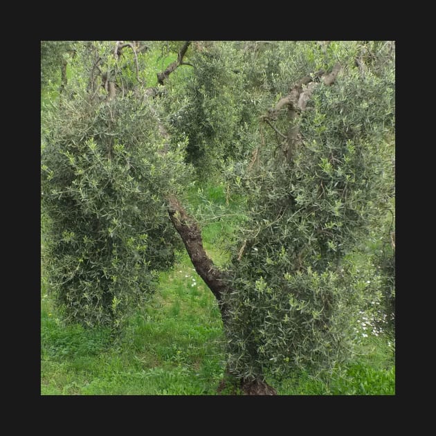 Olive tree Mediterranean Grove by oknoki