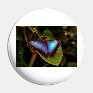 Blue Morpho Butterfly Pin