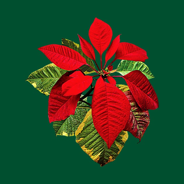 Poinsettia Plant by SusanSavad