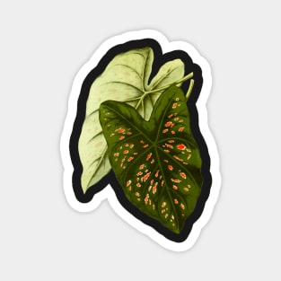 Caladium Freckles - botanical illustration Magnet