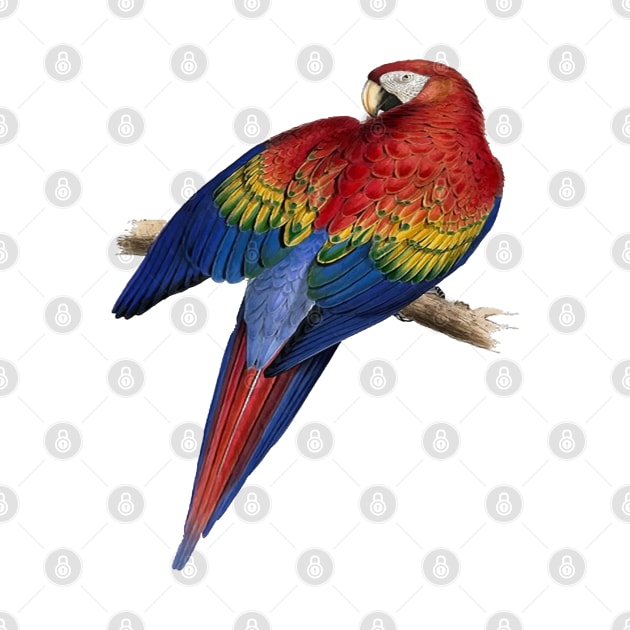 Scarlet Macaw Perched On A Branch Illustration by taiche