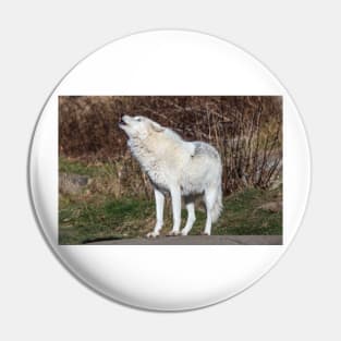 An Arctic Wolf Howls during the day Pin