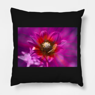 Dahlia, Dahlia, abstract, colorful, flower, bloom Pillow