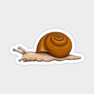 Snail Magnet