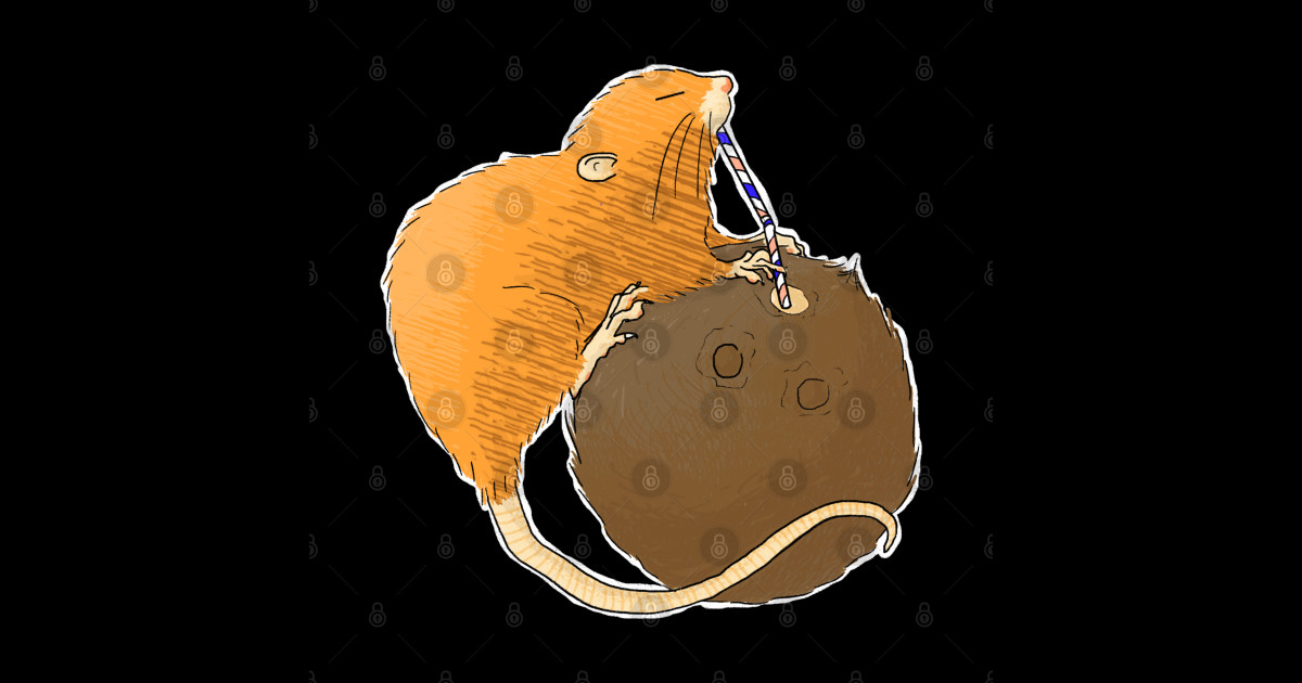 Uromys vika or Vangunu giant rat sipping a coconut - Coconut - Sticker ...