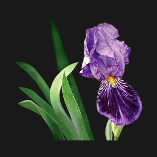 Irises - Striped Purple Iris T-Shirt