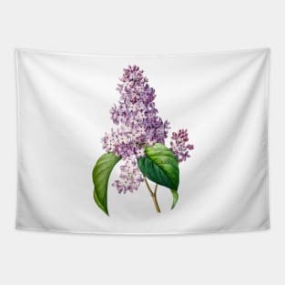 Lilac flower - Botanical Illustration Tapestry