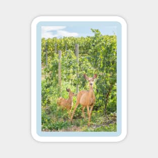 Doe and Fawn Standing in Summer Vineyard Magnet