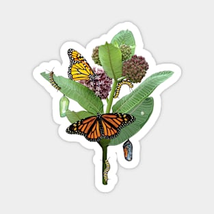 Monarch Lifecycle Egg Caterpillar Chrysalis Butterfly Magnet