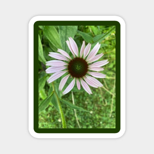 Pale Coneflower Magnet by Amanda1775