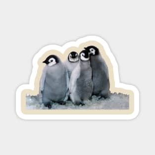 baby penguins Magnet