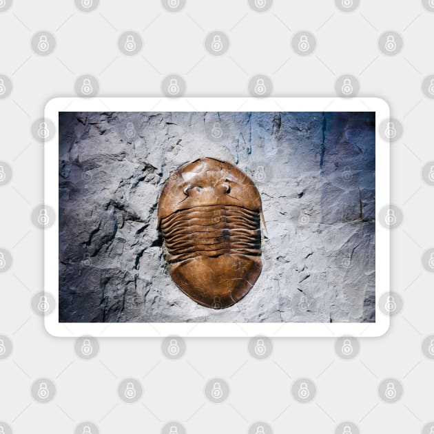 Fossil 2 Magnet by Wolf Art / Swiss Artwork Photography