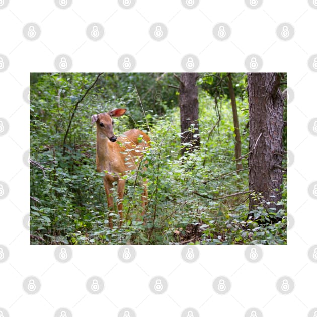 Innocence - White-tailed deer by Jim Cumming