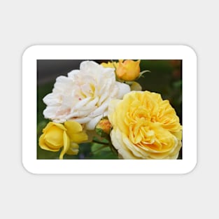 Yellow and White Roses Magnet