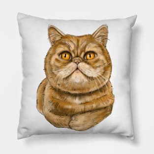 Exotic Shorthair cat Pillow