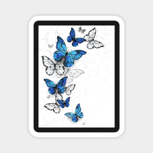 Flying Butterflies Morpho Magnet