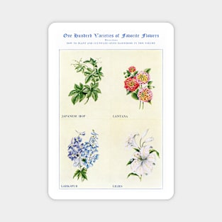 Flower watercolor illustration (1915) Magnet