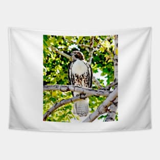 Red Tailed Hawk Tapestry