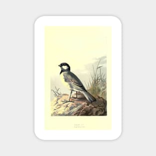 Great Tit Magnet