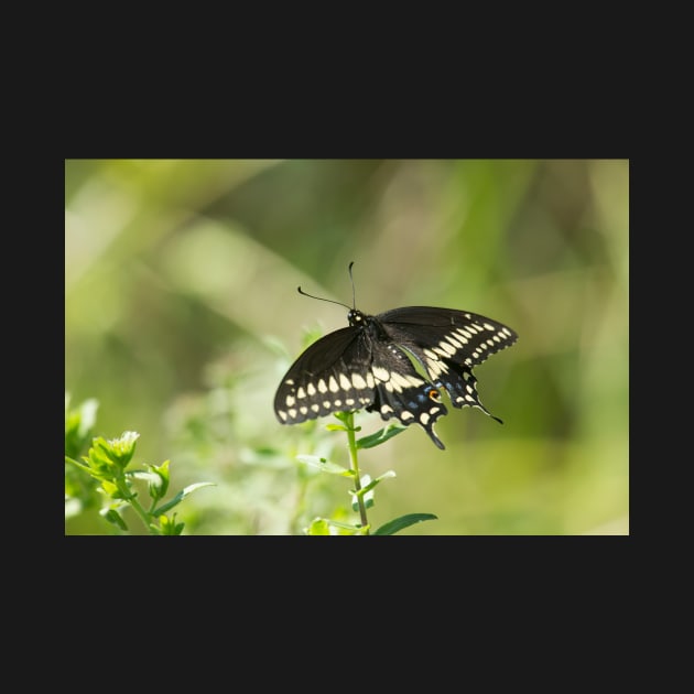 Black Swallowtail by EugeJ