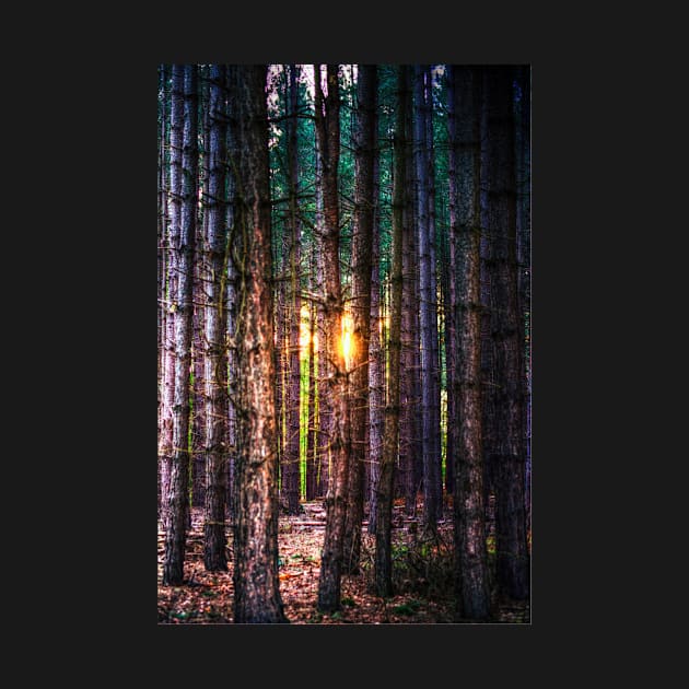 A Light in the Trees by Nigdaw