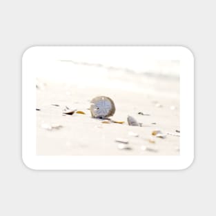 Sand Dollar Magnet