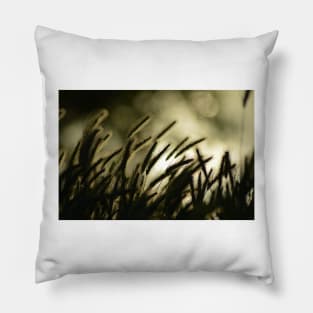 Dusk Pillow