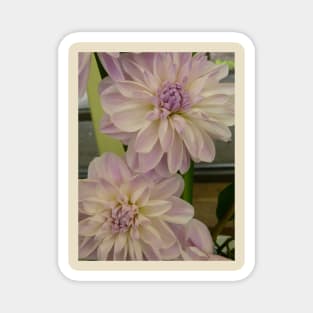 Dahlia #8 Magnet