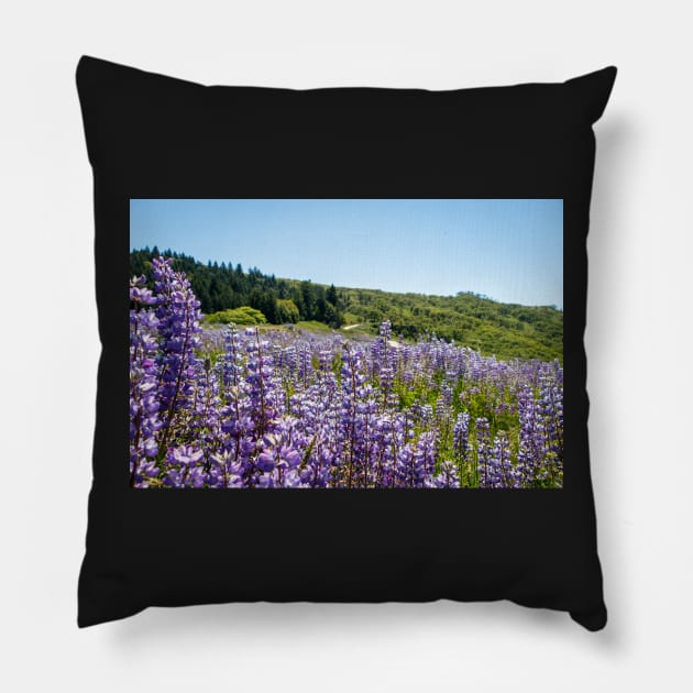 Field of lupine Pillow by blossomcophoto