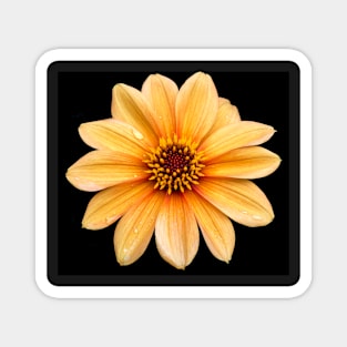 Single Orange Flowering Dahlia - Large Flower Magnet
