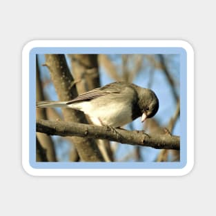 Junco No.5 Magnet