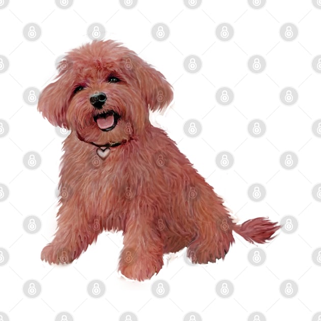 An adorable Apricot or Red Toy Poodle - just the dog.  Perfect! by Dogs Galore and More