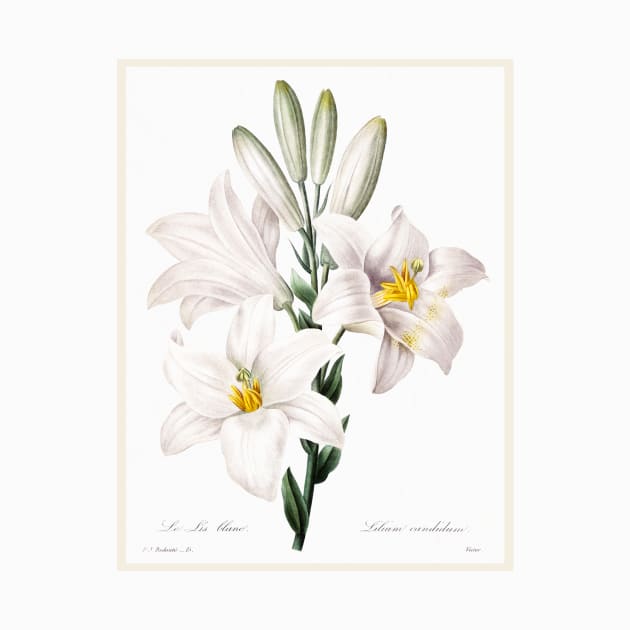 Madonna Lily from Choix des plus belles fleurs (1827) by WAITE-SMITH VINTAGE ART