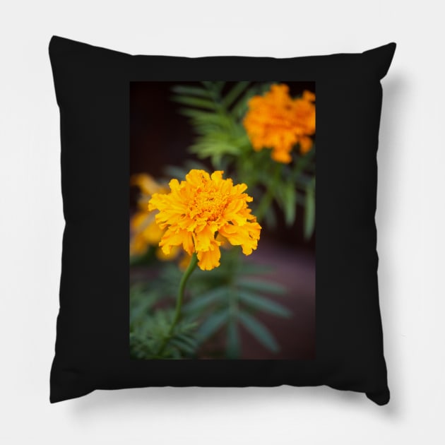 Marigold VIII Pillow by Jacquelie