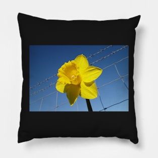 Daffy On The Safe Side Of The Fence Pillow