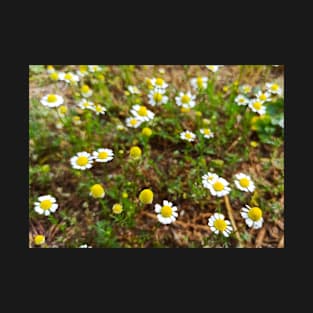 Chamomile Flower Outdoors Photo T-Shirt