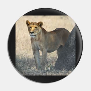 African Lion, Serengeti, Tanzania Pin