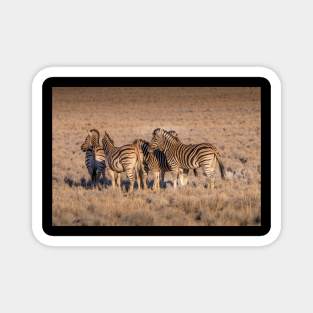 Zebras in Botswana Magnet