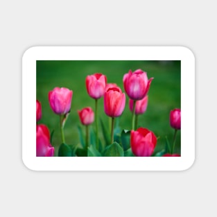 Various tulips in the park Magnet