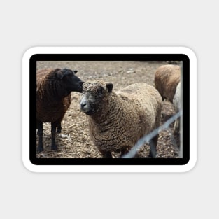 Sheep Magnet