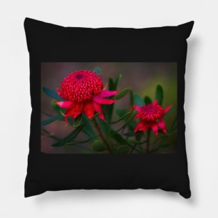 NSW Waratahs Pillow