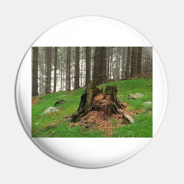 Old Tree Stump Pin by ephotocard
