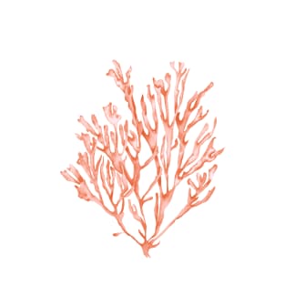 Coral seaweed illustration T-Shirt