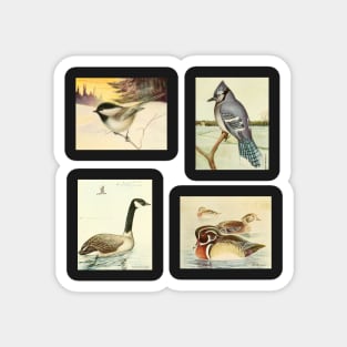 Birds of Canada Pack 2 - Chickadee, Blue Jay, Canada Goose, Wood Duck Magnet