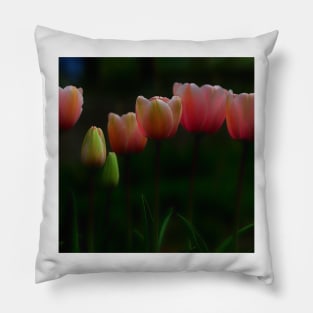 Pink Tulips Pillow