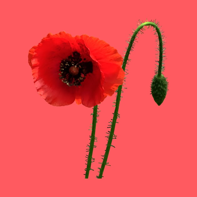 Red Poppy and Bud by SusanSavad