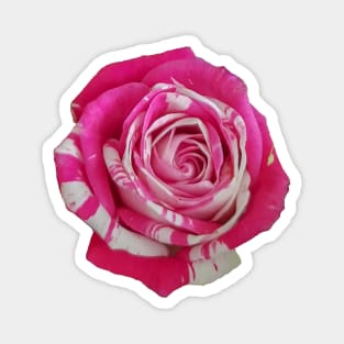 Pink and White Rose Magnet