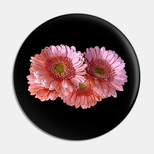 Daisies - Bunch of Pink Shasta Daisies Pin