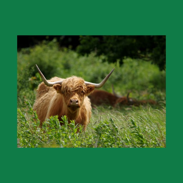 Highland cattle in field by Simon-dell