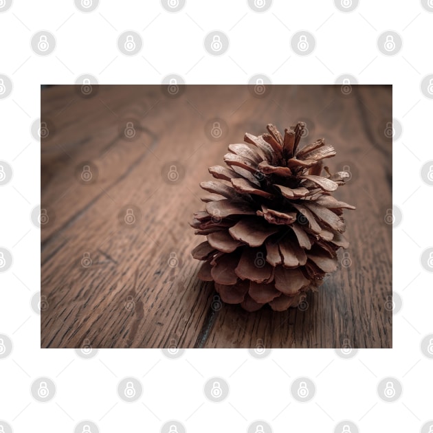 Pine Cone by Luigi Veggetti